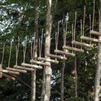 alberi